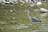 Grey heron in a river, Casentinesi Forests NP, Emilia Romagna, Italy
