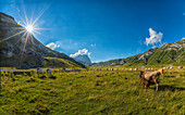 Italien, Abruzzen, Gran Sasso e Monti della Laga Nationalpark, Kühe auf Plateau Campo Imperatore
