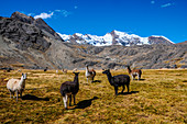 Bolivia, La Paz district, Llamas in the Bolivian plateau