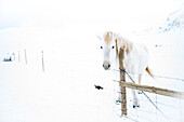 Snaefellsness peninsula, Western Iceland, Europe, White icelandic horse in the winter snow