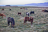 Wild horses, Europe, Iceland, Region Vesturland