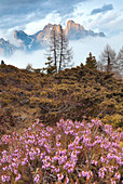Europe, Italy, Veneto, Belluno, Agordino, Flowering of heather in the woods, in the background the Civetta mount in the clouds, Dolomites