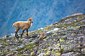 Junge Ibex, Stelvio Nationalpark, Lombardei, Italien