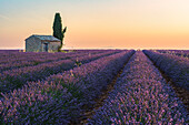 Valensole, Provence, Frankreich