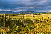 Weinberge in Franciacorta bei Sonnenuntergang, Provinz Brescia, Italien, Lombardei Bezirk, Europa