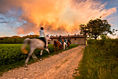 Pferde bei Sonnenuntergang in Franciacorta, Provinz Brescia, Lombardei Bezirk, Italien, Europa