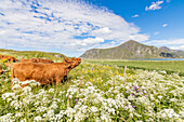 Kühe, die in den Feldern der blühenden Blumen, die durch blaues Meer umgeben sind, weiden Flakstad Lofoten Inseln Norwegen Europa