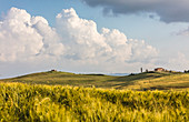 Ohren von Mais Rahmen die grünen Hügel und Bauernhöfe Kreta Senesi, Senese Clays, Provinz Siena Toskana Italien Europa