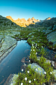 Der Baumwollgras gründet das blaue Wasser des Lago Nero im Morgengrauen Cornisello Pinzolo Brenta Dolomiten Trentino Alto Adige Italien Europa