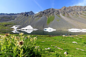 Plants of Cirsium frame the alpine Lake Schottensee Flüela Pass canton of Graubünden Engadine Switzerland Europe