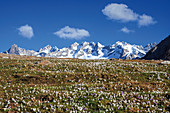 Die schneebedeckten Gipfel bilden die blühende Krokus Alpe Granda Sondrio Provinz Masino Tal Valtellina Lombardei Italien Europa