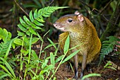 Central American Agouti Dasyprocta punctata Costa Rica, tropical rainforest, rodent