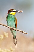 Bee eater (Merops apiaster) at Majorca, Balearic Islands, Spain