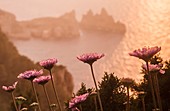 Wild flowers (Scabiosa cretica) at Ses Torres d'en Lluc, Ibiza, Balearic Islands, Spain