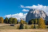 Alpe di Siusi Seiser Alm, Dolomites, South Tyrol, Italy Autumn colors on the Alpe di Siusi Seiser Alm with the Sassolungo Langkofel in background