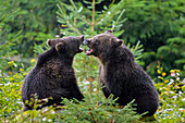 Brown Bear, Ursus arctos, Cubs fletching teeth, Bavaria, Germany