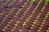 Aerial view of fields, Mallorca field, Balearic Islands, Spain.
