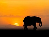Elephant walks beneath a setting sun