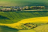 Spring evening on the South Downs near Brighton, East Sussex, England