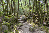 Enchanted trail in the forest of Castellu di Cucuruzzu, Levie, South Corsica, Corsica, Southern France, France, Southern Europe, Europe