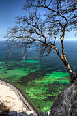 Tree on the top of chalk cliffs, White Cliffs of Moen, Moens Klint, Isle of Moen, Baltic Sea, Denmark