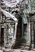 roots overgrowing parts of Ta Prohm temple, Angkor Wat, Sieam Reap, Cambodia
