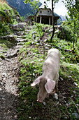 pig in front of a farmhouse, Theth, Albanian alps, Albania