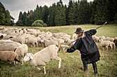 young sheepherder woman catches sheep, sheep farming, Giengen on the Brenz River, Baden-Wuerttemberg, Germany