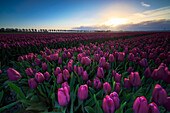Bunte Tulpenfelder blühen im Morgengrauen, De Rijp, Alkmaar, Nordholland, Niederlande, Europa