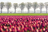 Colourful fields of tulips in bloom and bicycle in the countryside at dawn, De Rijp, Alkmaar, North Holland, Netherlands, Europe