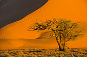 Acacia tree below the giant Sand Dune 45, Sossusvlei, Namib-Naukluft National Park, Namibia, Africa