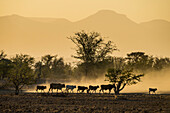 Hintergrundbeleuchtung von Rindern auf dem Weg nach Hause bei Sonnenuntergang, Twyfelfontein, Damaraland, Namibia, Afrika
