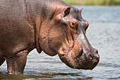 Hippopotamus (Hippopotamus amphibius), Uganda, Afrika