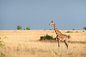 Giraffe (Giraffa camelopardis), Uganda, Afrika