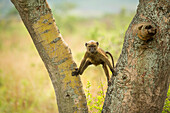 Olive Baboon (Anubis baboon), Ishasha, Uganda, Africa