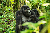 Berggorilla (Beringei beringei), Bwindi Impenetrable Forest, UNESCO Weltkulturerbe, Uganda, Afrika