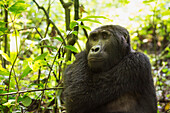 Mountain Gorilla (Beringei beringei), Bwindi Impenetrable Forest, UNESCO World Heritage Site, Uganda, Africa