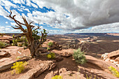 Wüstenlandschaft, Canyonlands Nationalpark, Moab, Utah, Vereinigte Staaten von Amerika, Nordamerika