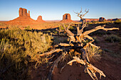 Dry tree and Monument Valley in the background, Navajo Tribal Park, Arizona, United States of America, North America