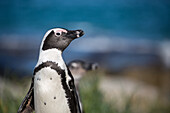 Afrikanischer Pinguin (Jackass-Pinguin) (Spheniscus demersus), Boulders Beach. Felsblöcke Pinguinkolonie, Simons Stadt, Kap-Halbinsel, Südafrika, Afrika