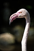 Pink Flamingo head and neck, Birds of Eden in Plettenberg Bay, South Africa, Africa