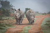 Two Rhinos and an oxpecker bird in the Amakhala Game Reserve in the Eastern Cape, South Africa, Africa