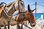Esel und Maultiere nehmen Touristen und Waren von Oia nach Ammoudi Bay (Amoudi) am unteren Ende der Schritte unten, Santorini, Kykladen, griechische Inseln, Griechenland, Europa