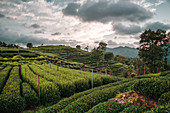 Longjing Tee Felder in den Hügeln in der Nähe von West Lake, Hangzhou, Zhejiang, China, Asien