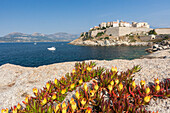 Blumen auf Felsen Rahmen der befestigten Zitadelle umgeben von dem klaren Meer, Calvi, Balagne Region, Korsika, Frankreich, Mittelmeer, Europa