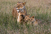 A lioness (Panthera leo) greeted by her cubs upon her return, Masai Mara, Kenya, East Africa, Africa