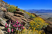 Beavertail und Brittlebush, Anza-Borrego Desert State Park, Borrego Springs, San Diego County, Kalifornien, Vereinigte Staaten von Amerika, Nordamerika