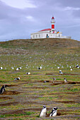 Magellanische Pinguine (Spheniscus magellanicus) nisten auf einer Insel in der Nähe von Punta Arenas, Patagonien, Chile, Südamerika