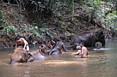 Elephant Sanctuary, Mondulkiri, Cambodia, Indochina, Southeast Asia, Asia