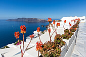 Red Hot Poker Blütenpflanzen (Kniphofia) (Tritoma) (Fackel Lilie) (knofflers) Linie der Straße in Oia, Santorini, Kykladen, griechische Inseln, Griechenland, Europa